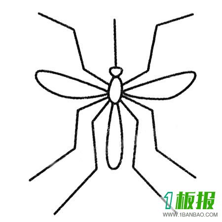 蚊子简笔画图片大全及画法步骤
