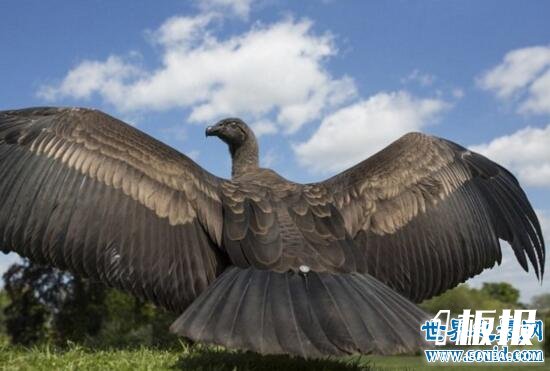 世界上最大的飞禽，安第斯神鹫(展翅可达5米)