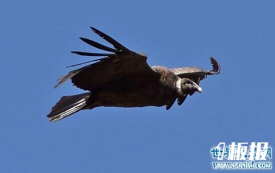 世界上最大的飞禽，安第斯神鹫(展翅可达5米)