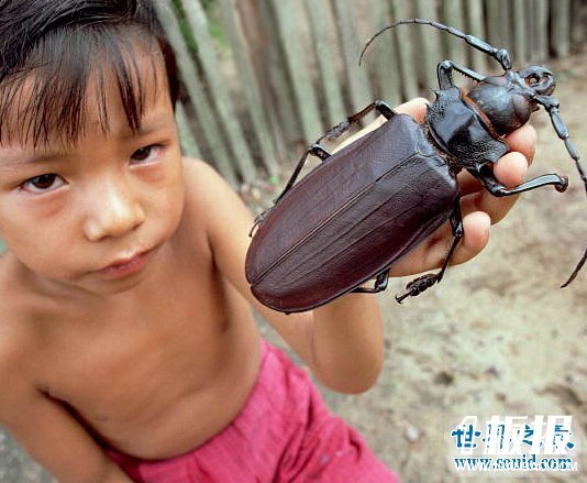 世界上最大的昆虫，盘点12个超巨型大虫子(图)