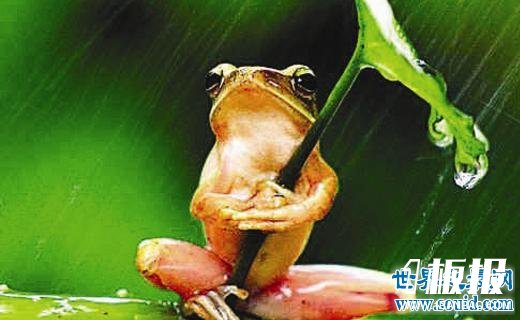 世界上最可怜的青蛙，打伞树蛙(被摄影师虐待至死)