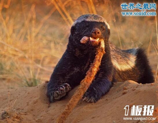 世界上最大胆的动物，平头哥蜜獾(竟什么都敢吃)