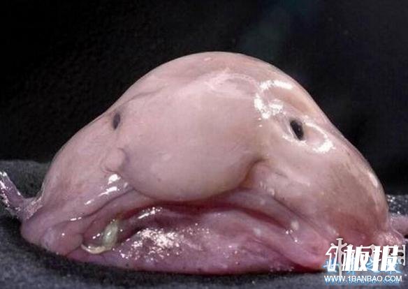 世界上最丑的鱼，水滴鱼能吃吗(不想死你就去吃吧)