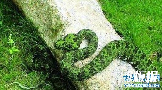 世界上最贵的毒蛇，莽山烙铁头蛇(价值数百万)