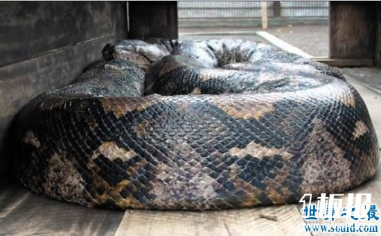 发现世界上最大的蛇，长19米一口吃掉成人(多图)