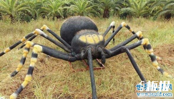 世界上最大的蜘蛛，巨蜘蛛和狗一样大(吃人乃谣言)