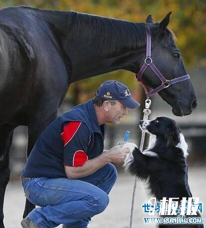 世界上最聪明的狗，边境牧羊犬智商最高会骑马