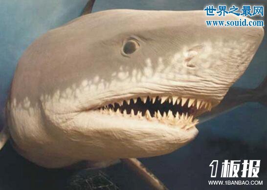 史前最大的鲨鱼，体长21米的巨牙鲨(以鲸鱼为食)