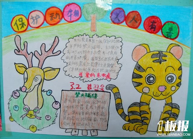 五年级语文手抄报-可爱的东北虎