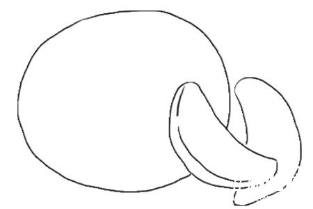 水果橘子简笔画的画法图片3