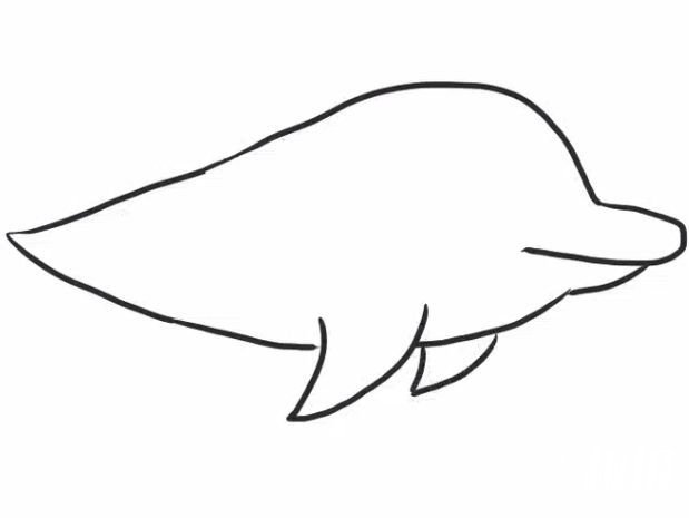 可爱海豚简笔画步骤3