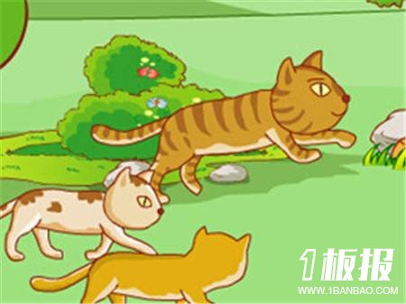 猫的理由的故事2