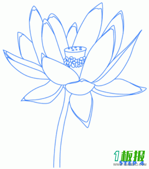 莲花简笔画步骤图解4