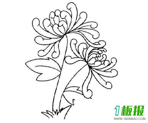 幼儿重阳节菊花简笔画图片3